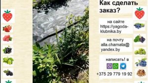 Сорта жимолости японской линейки Тана и Капу - отличные промышленные сорта