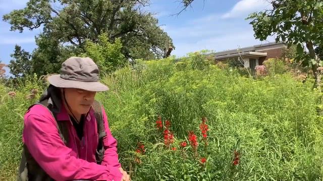 Red Lobelia смотреть онлайн