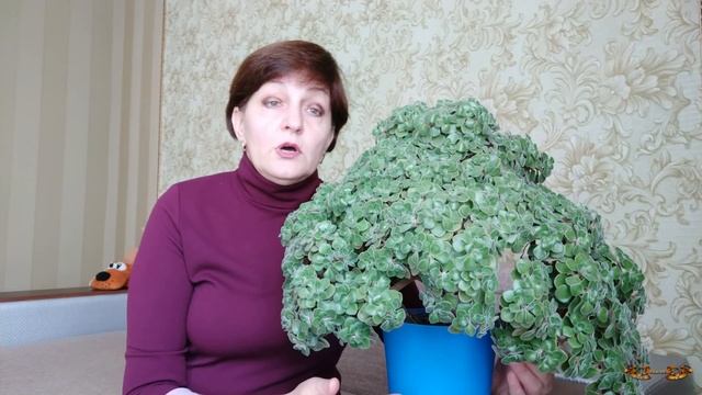 Аихризон - уход и содержание. Как мне удалось вырастить такое красивое дерево