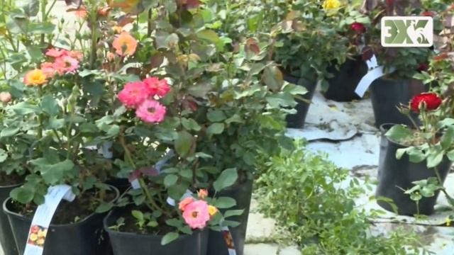 СОЗДАЕМ РОЗАРИЙ - ВСЕ О РОЗАХ смотреть онлайн