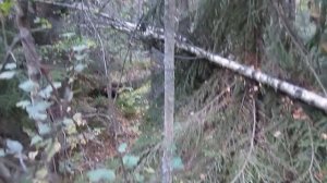 Что нужно знать о груздях.