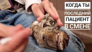 Совы сплюшки дождались очереди к доктору Марии Маркиной и пожалели об этом. Билеты на Рептилиум!