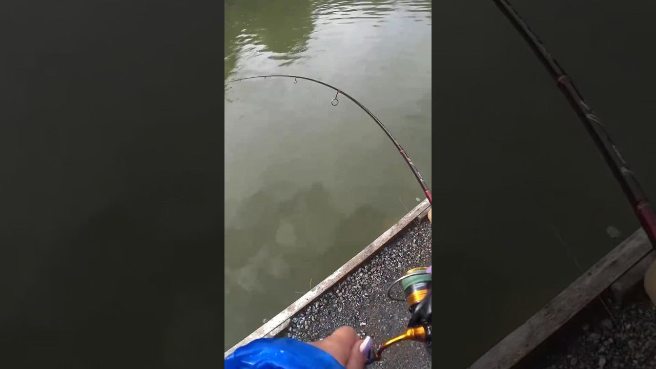 #форель( батон)#fishing #ловляфорели #рыбалка #спиннинг #ловляфорелинаспиннинг