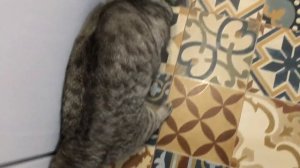 ПЛЮСЫ И МИНУСЫ ШОТЛАНДСКИХ КОШЕК!