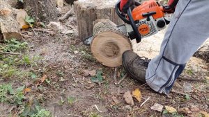 Штиль MS180 пилит жёсткий вяз / Stihl MS180 cutting hard elm /бензопила/chainsaw