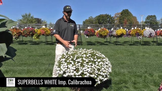 Dig Deep: Superbells White Calibrachoa смотреть онлайн