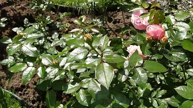 Цветение розы на штамбе Chippendale. Прогулка по саду. смотреть онлайн