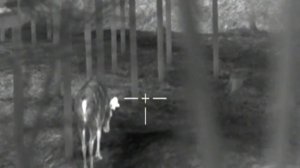 Что такое тепловизор? (FORTUNA.ARMY)