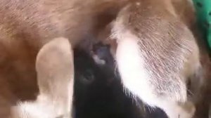 Собака кормит котёнка.