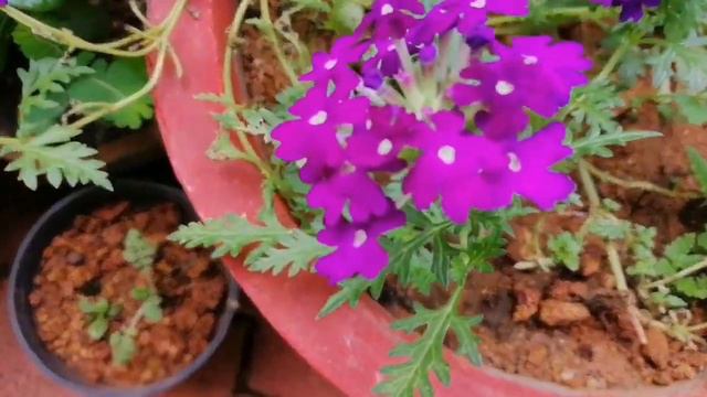 മഴവില്ല് പോലെ എന്നും പൂക്കൾ തരുന്ന, അധികം പരിചരണം ആവശ്യമില്ലാത്ത ചെടികൾ смотреть онлайн