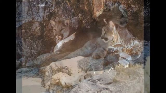 Пума или кугуар#8 смотреть онлайн