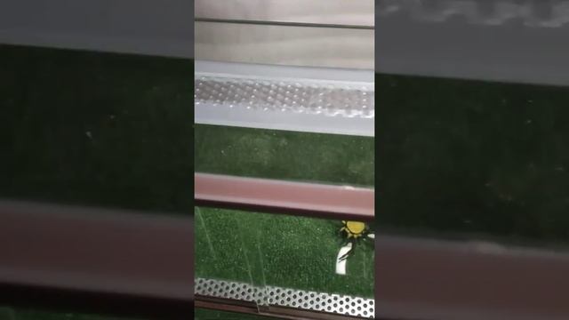 паук в террариуме ?️#паук #spiderman #втеррариуме #террариум #паучара #terrarium #spider смотреть онлайн