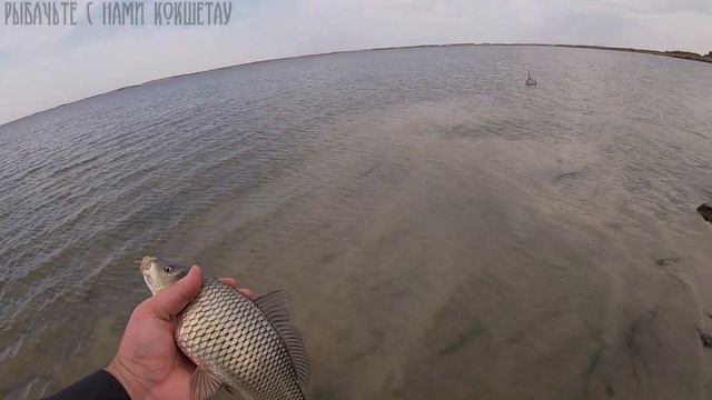 ЗАКРЫТИЕ СЕЗОНА КАРПОВОЙ ЛОВЛИ! РЫБАЛКА В КАЗАХСТАНЕ смотреть онлайн
