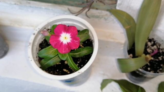 НОВИНКИ!!! Новые цветочки в мою коллекцию) смотреть онлайн