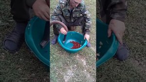 Быстрый способ перебрать ягоду.