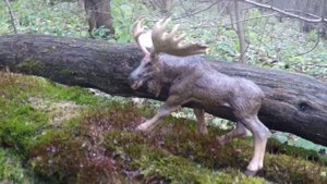 Papo Лось 50065  и Лисичка 53020