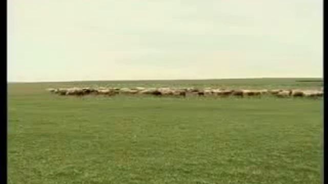 Властелин овец смотреть онлайн