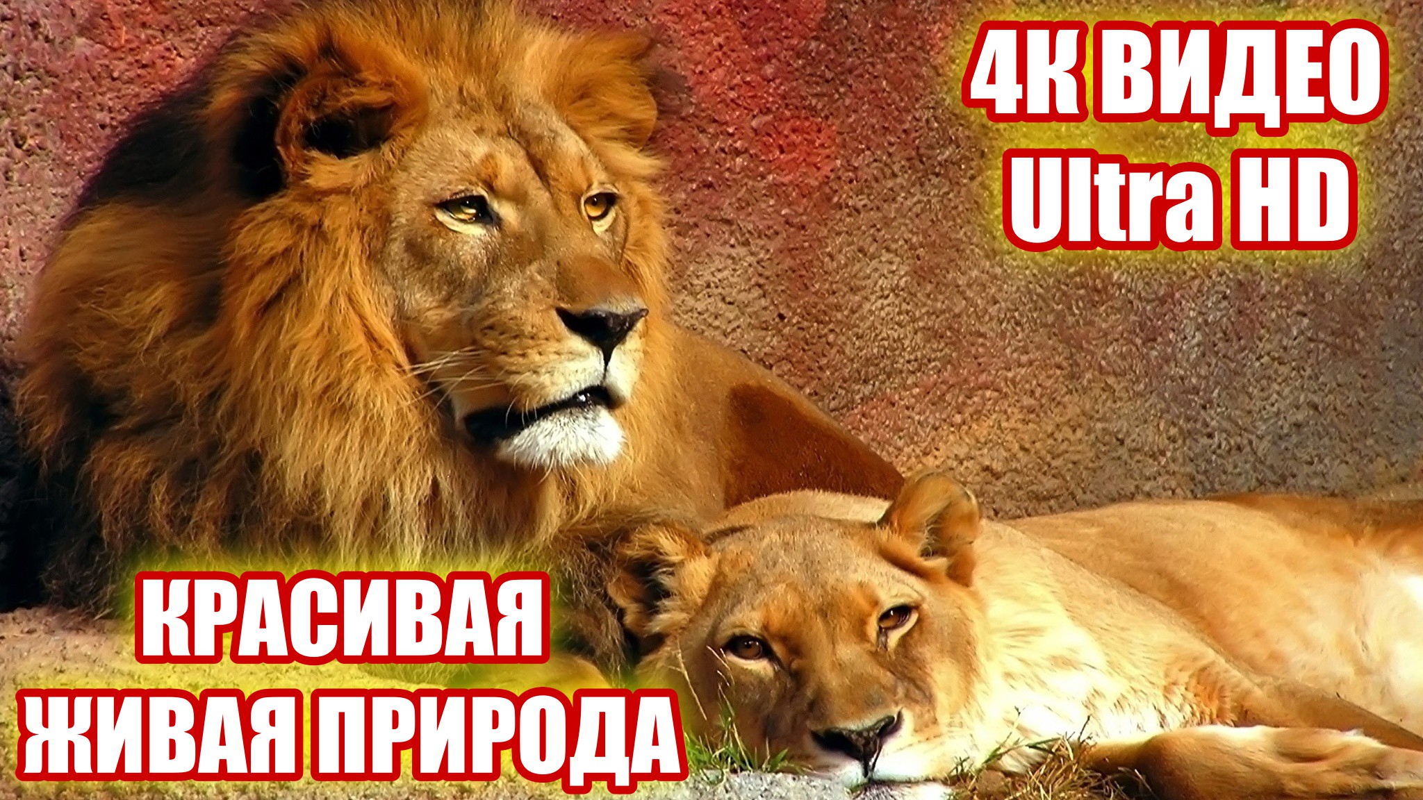 ?✅4К ВИДЕО Ultra HD КРАСИВАЯ ЖИВАЯ ПРИРОДА 2022
?✅
?✅ смотреть онлайн