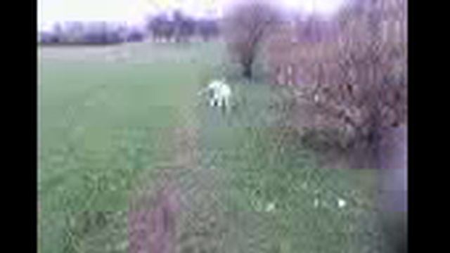 На районе 2004. Марьино. Собака Лабрадор Ретривер. смотреть онлайн