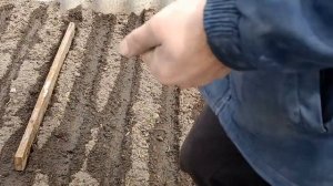 Посадка петровской репы в открытый грунт весной на еду