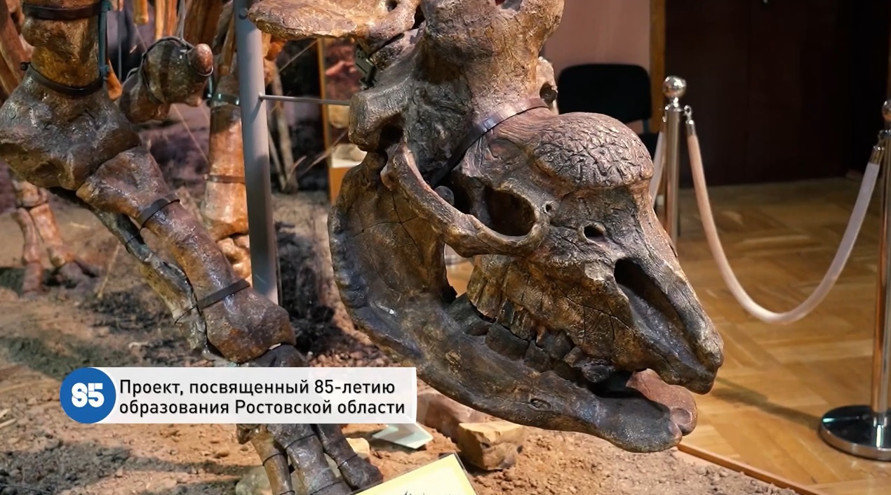 Палеонтологическая коллекция АМЗ вошла в число 85 интересных фактов о Ростовской области