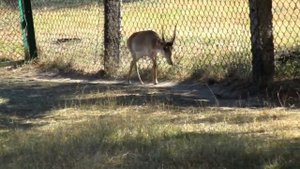 Animal Saiga Antelope call, sound. Saiga tatarica voice. Nature sounds