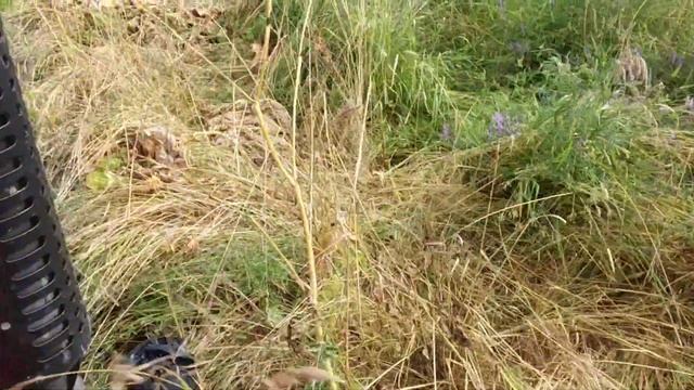 Борщевик после гербицидов смотреть онлайн