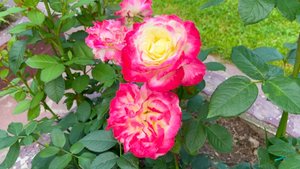 ЛИАТРИС КОЛОСКОВЫЙ. РОЗЫ РЕД ИНТУИШН / БЕБИ МАСКАРАД / РОЯЛ БАККАРА. Дачный креатив.