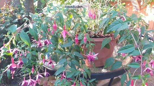 Фуксия Postiljon, Silver Chime, Windhaper, Janna Roddenhof, Botanische Garten Hamborn. смотреть онлайн