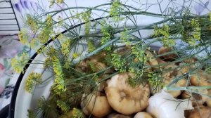 БЫЧКИ солёные. 3й сорт не Брак.