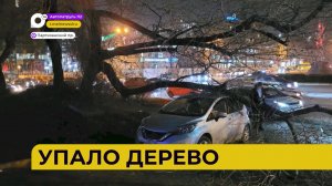Автопатруль112 / Поскользнулся / Упало дерево / Хрупкий лёд / 23.11.23