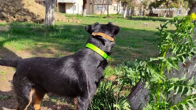 Грузия/Рустави/Прогулка на велосипеде с ягдтерьером 1 серия смотреть онлайн