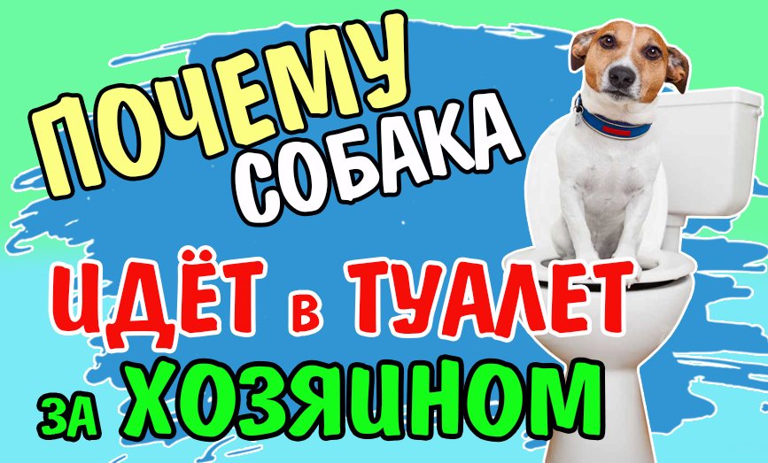 Почему собака идёт за хозяином в туалет