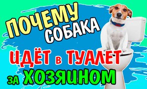 Почему собака идёт за хозяином в туалет