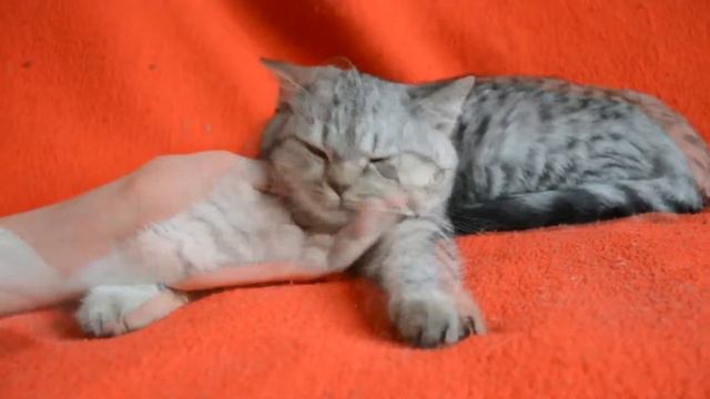 Купить шотландского котенка: Предлагаем- Котята шотландские вислоухие и прямоухие.