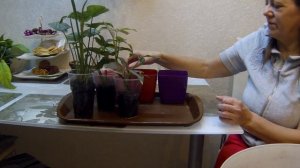 Цветы дома. Папоротник Флебодиум. Сингониумы. Пересадка и обзор.