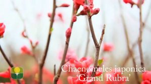 Chaenomeles japonica 'Grand Rubra'