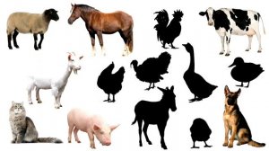 Учим животных по системе Монтессори Развивающие мультики для детей Кто живет на ферме?