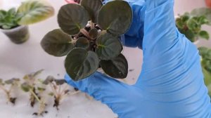 Отделяем детки от листа фиалки. Интересные моменты на которые нужно обратить внимание.