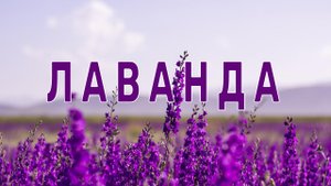 ЛАВАНДА
