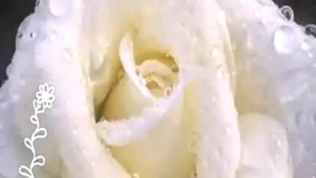 Белые Розы смотреть онлайн