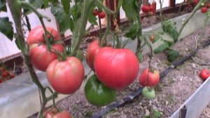 Томат Японка (Королевский сад Ильи Королева)