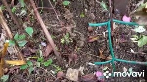 Клематис Виль Де Лион!14 сентября !