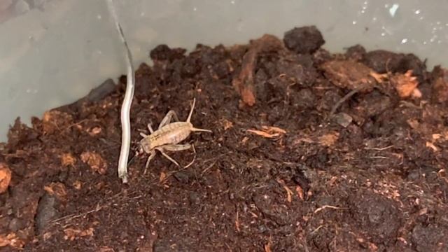 The perks of being in captivity: Liphistius cf ornatus. смотреть онлайн