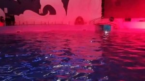 Дильфинарий🐬🐬🐬