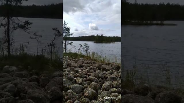 сбор ягод в Карелии 2021. день 5. черника. смотреть онлайн