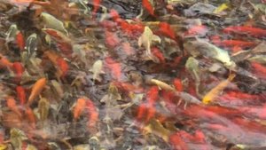 Очень интересно увидеть жизнь карпов Кои зимой! How do Koi carp live in winter!