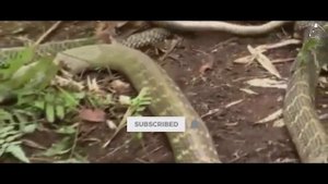 King Cobra vs Black Mamba Fight || King Kobra Eats Black Mamba.