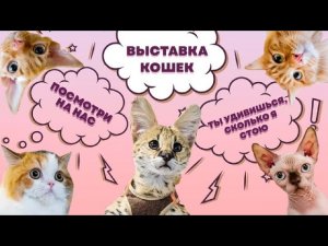 Как устроены выставки кошек? / Экзотическая кошка за треть миллиона на выставке во Владивостоке