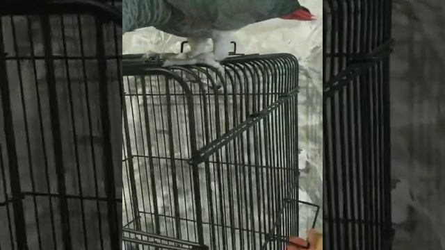 Попугай сам открывает и закрывает свою клетку смотреть онлайн